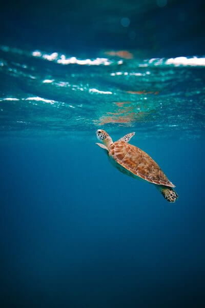 foto em baixo da agua, mar azul com uma tararuga sundo para respirar