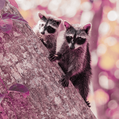 Dois guaxinins no tronco de uma arvore olhando de frente para a camera, eles parecem estar escondidos mas nao estao